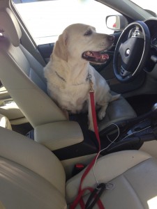 Emma reading to drive the (pristine) Saab home from the vet. 