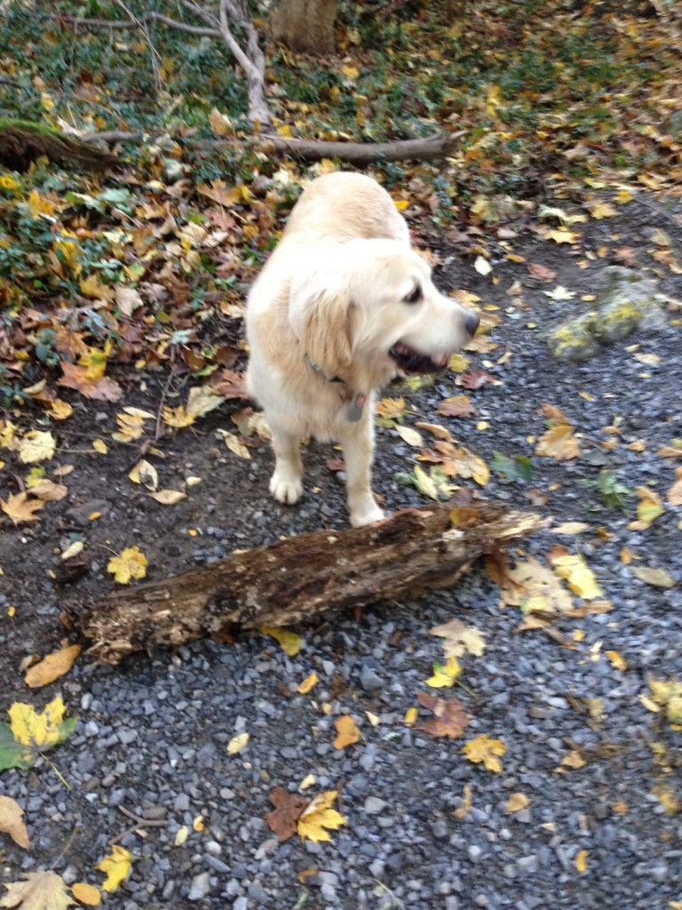 Brady's idea of a "stick." It's a log! 